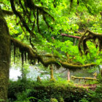 Hoh Rainforest