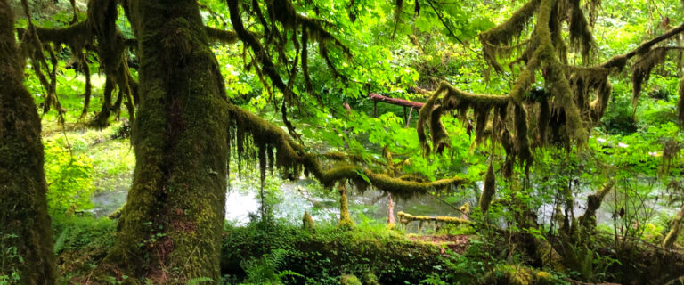 Hoh Rainforest